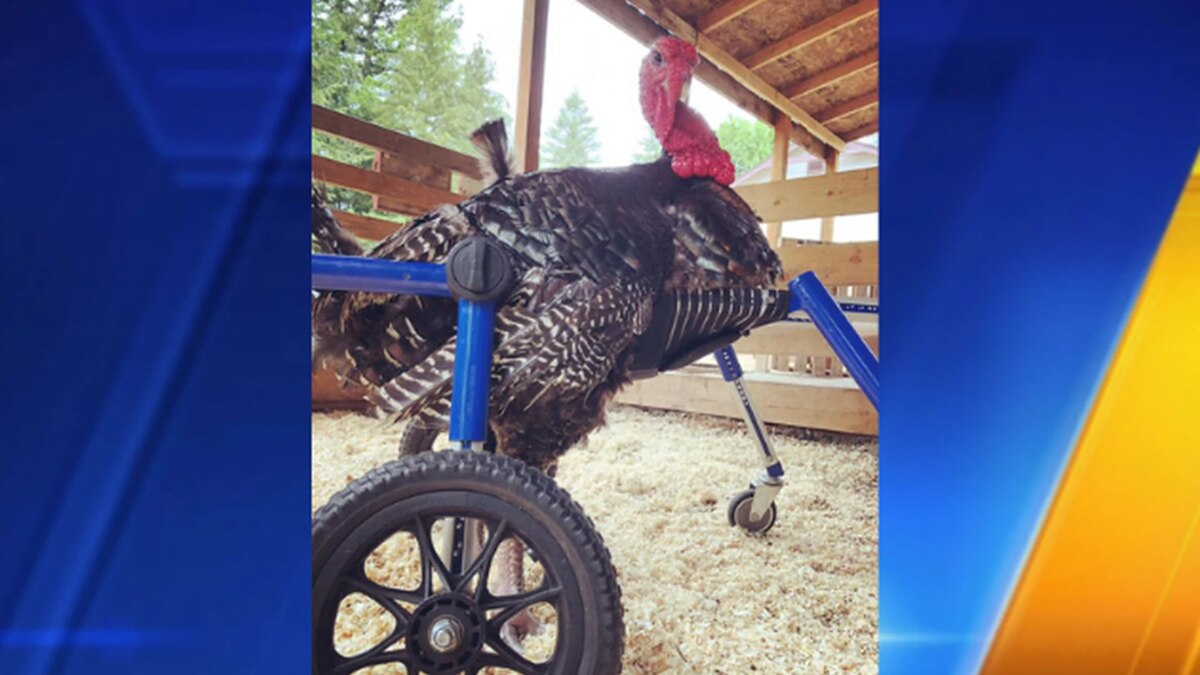 Injured turkey wheelchair