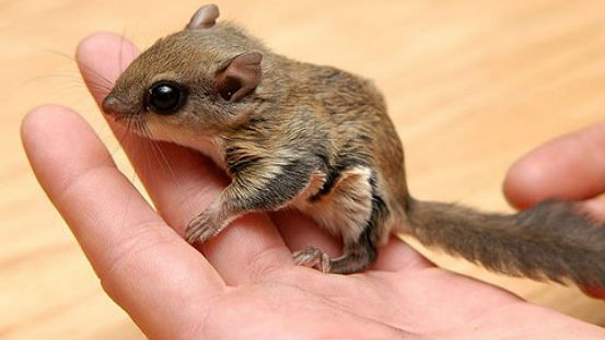 Flying squirell smuggling ring