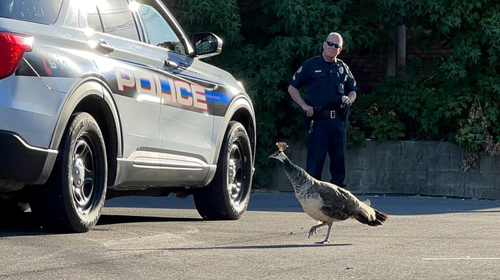 Peacocks rescued from parking lot
