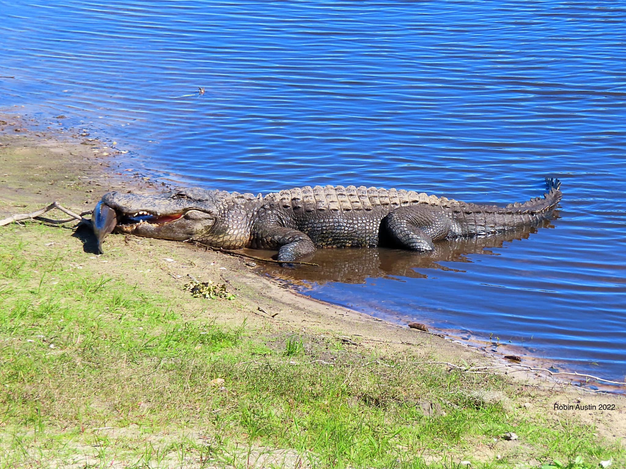 Woman finds 10-foot alligator