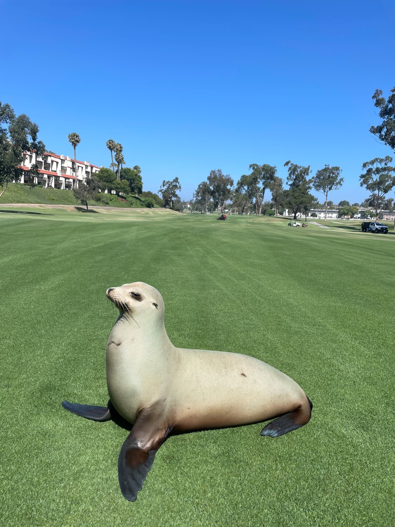 Pregnant sea lion found wandering California golf course
