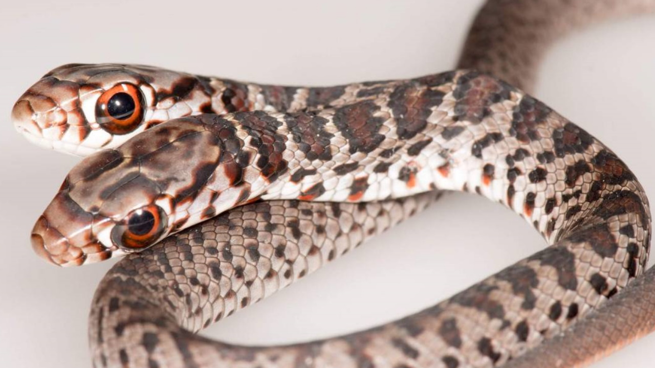Florida family finds 2-headed snake