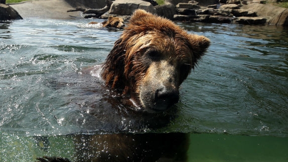 Essential Workers At Oakland Zoo Care For Animals During Coronavirus Shutdown