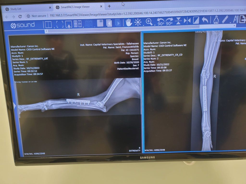 Coyote rescued from inside of car grille