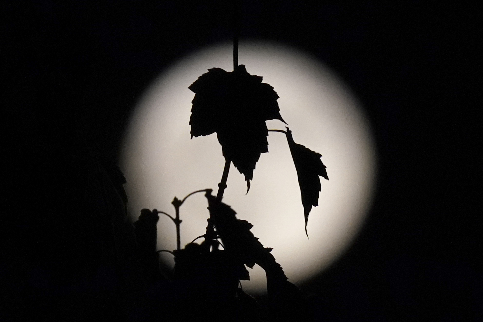 Photos: Halloween Blue Moon brightens the night sky