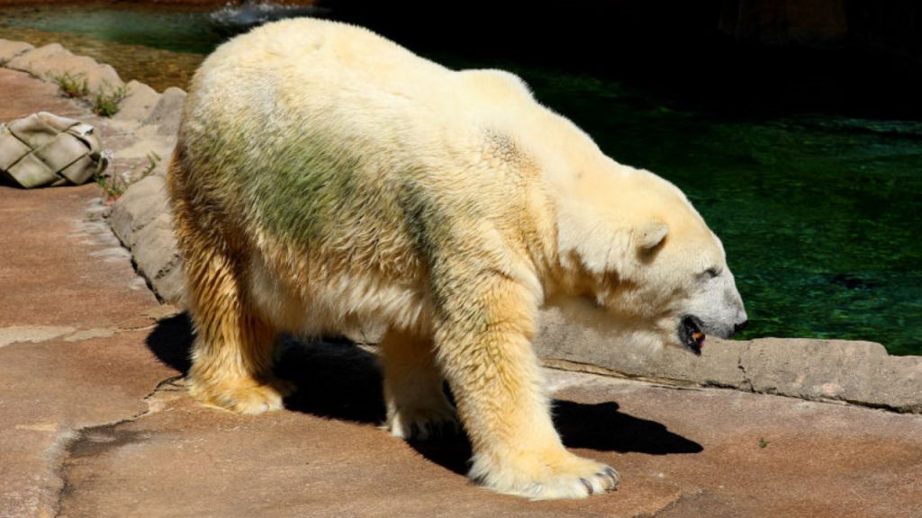 Polar bear dies: