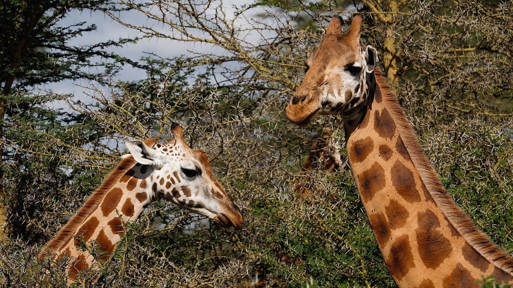 Near-threatened giraffes electrocuted by power lines in Kenya