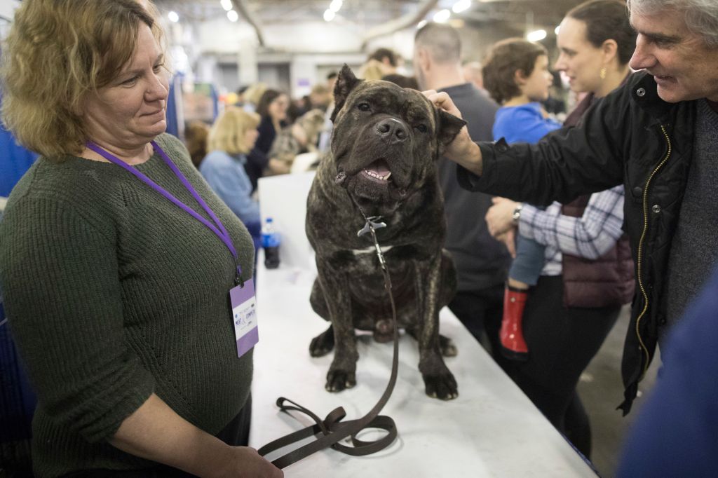 Photos: American Kennel Club’s most popular dogs