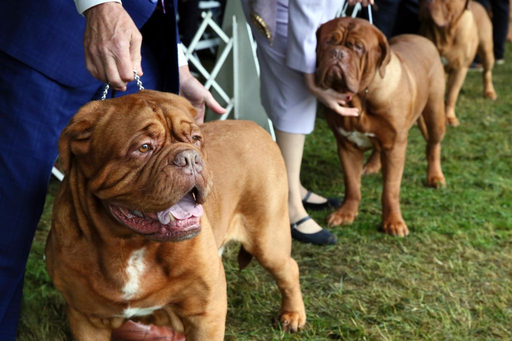 Photos: Westminster Dog Show 2022
