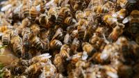 Angry bees attack Encino neighborhood