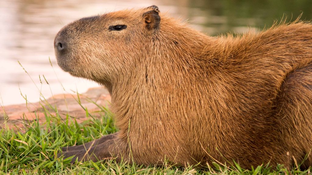 Florida’s Gatorland highlights capybaras, world’s largest rodents, in ...