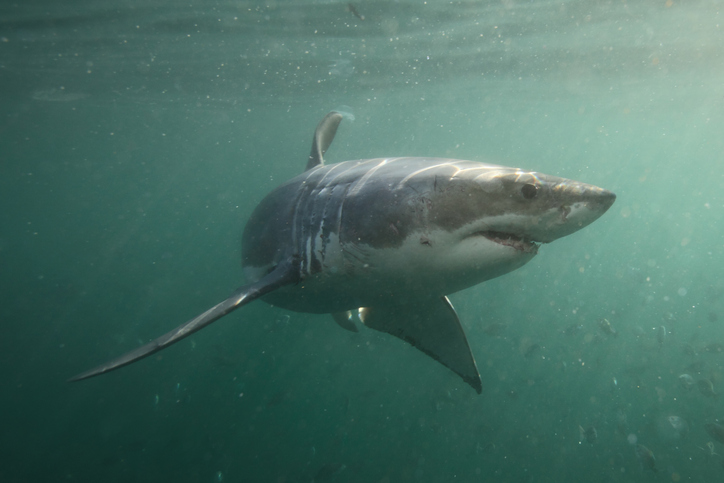 great white shark, Carcharodon carcharias, False Bay, South Africa
