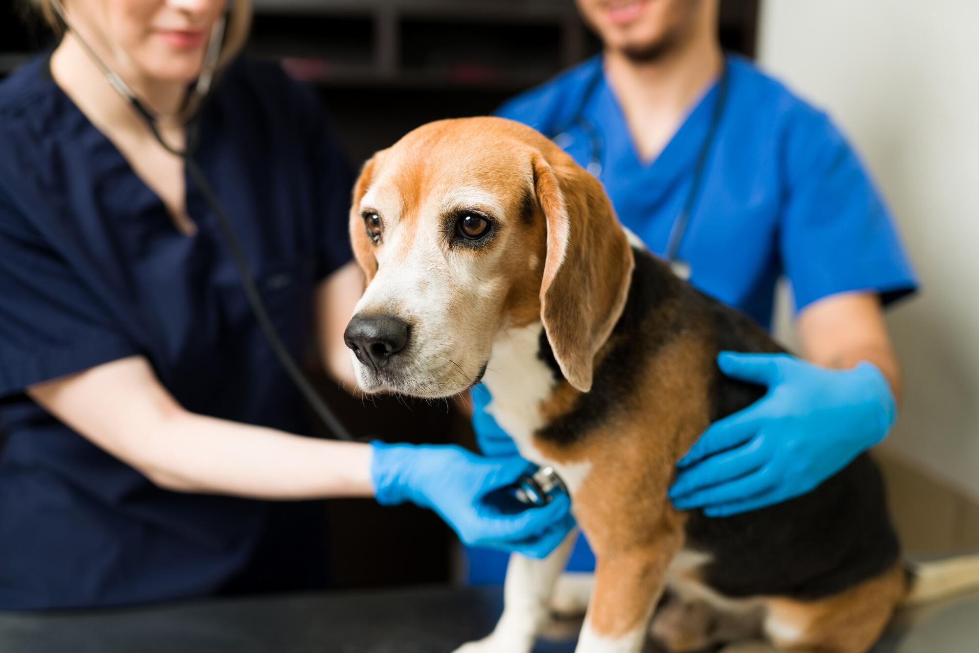 Affordable spaying and neutering services combat animal overpopulation